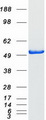 COPS2 / TRIP15 / ALIEN Protein - Purified recombinant protein COPS2 was analyzed by SDS-PAGE gel and Coomassie Blue Staining