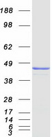 COPS4 / CSN4 Protein - Purified recombinant protein COPS4 was analyzed by SDS-PAGE gel and Coomassie Blue Staining