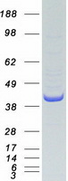 COPS5 / JAB1 Protein - Purified recombinant protein COPS5 was analyzed by SDS-PAGE gel and Coomassie Blue Staining