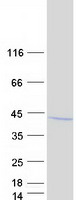 COPS6 / CSN6 Protein - Purified recombinant protein COPS6 was analyzed by SDS-PAGE gel and Coomassie Blue Staining
