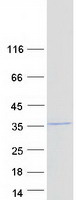 COPS7A Protein - Purified recombinant protein COPS7A was analyzed by SDS-PAGE gel and Coomassie Blue Staining