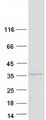 COPS7A Protein - Purified recombinant protein COPS7A was analyzed by SDS-PAGE gel and Coomassie Blue Staining