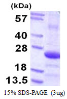 COPS8 / COP9 Protein