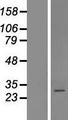 COPZ2 Protein - Western validation with an anti-DDK antibody * L: Control HEK293 lysate R: Over-expression lysate