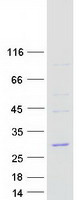 COPZ2 Protein - Purified recombinant protein COPZ2 was analyzed by SDS-PAGE gel and Coomassie Blue Staining
