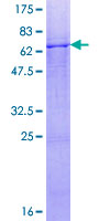 COQ3 Protein - 12.5% SDS-PAGE of human COQ3 stained with Coomassie Blue