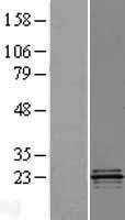 COQ4 Protein - Western validation with an anti-DDK antibody * L: Control HEK293 lysate R: Over-expression lysate