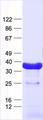 COQ5 Protein