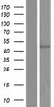 COQ6 Protein - Western validation with an anti-DDK antibody * L: Control HEK293 lysate R: Over-expression lysate