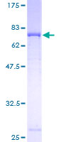 COQ6 Protein - 12.5% SDS-PAGE of human COQ6 stained with Coomassie Blue