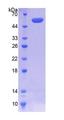 COQ6 Protein - Recombinant  Coenzyme Q6 Homolog, Monooxygenase By SDS-PAGE