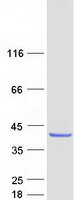 COQ9 Protein - Purified recombinant protein COQ9 was analyzed by SDS-PAGE gel and Coomassie Blue Staining
