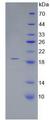 CORIN Protein - Recombinant Corin By SDS-PAGE