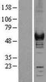 CORO1A / Coronin 1a Protein - Western validation with an anti-DDK antibody * L: Control HEK293 lysate R: Over-expression lysate