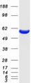 CORO1A / Coronin 1a Protein - Purified recombinant protein CORO1A was analyzed by SDS-PAGE gel and Coomassie Blue Staining