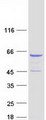 CORO2A Protein - Purified recombinant protein CORO2A was analyzed by SDS-PAGE gel and Coomassie Blue Staining