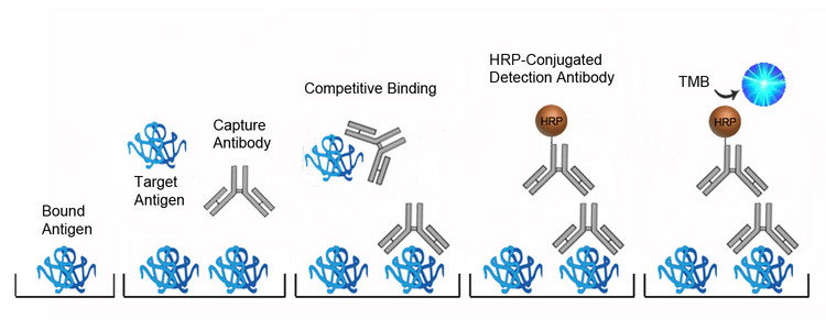 Human Cortisol Elisa Kit Competitive Eia Ls F10024价格详情介绍 960化工网