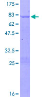 COUP-TFII / NR2F2 Protein - 12.5% SDS-PAGE of human NR2F2 stained with Coomassie Blue