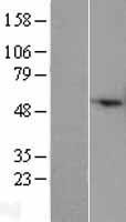 COX4I2 Protein - Western validation with an anti-DDK antibody * L: Control HEK293 lysate R: Over-expression lysate