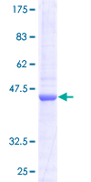 COX4I2 Protein - 12.5% SDS-PAGE of human COX4I2 stained with Coomassie Blue