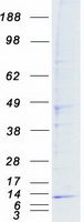 COX6A1 Protein - Purified recombinant protein COX6A1 was analyzed by SDS-PAGE gel and Coomassie Blue Staining