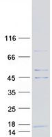 COX6A2 Protein - Purified recombinant protein COX6A2 was analyzed by SDS-PAGE gel and Coomassie Blue Staining