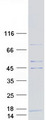 COX6A2 Protein - Purified recombinant protein COX6A2 was analyzed by SDS-PAGE gel and Coomassie Blue Staining