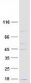 COX6C Protein - Purified recombinant protein COX6C was analyzed by SDS-PAGE gel and Coomassie Blue Staining