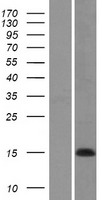 COX7A1 Protein - Western validation with an anti-DDK antibody * L: Control HEK293 lysate R: Over-expression lysate