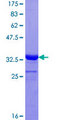 COX7A2L Protein - 12.5% SDS-PAGE Stained with Coomassie Blue.