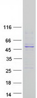 CPA2 Protein - Purified recombinant protein CPA2 was analyzed by SDS-PAGE gel and Coomassie Blue Staining