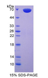CPA3 Protein - Recombinant Carboxypeptidase A3, Mast Cell By SDS-PAGE
