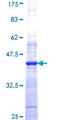 CPA4 Protein - 12.5% SDS-PAGE Stained with Coomassie Blue.