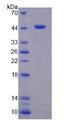 CPA4 Protein - Recombinant  Carboxypeptidase A4 By SDS-PAGE