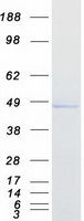 CPA4 Protein - Purified recombinant protein CPA4 was analyzed by SDS-PAGE gel and Coomassie Blue Staining