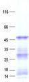 CPA6 / Carboxypeptidase A6 Protein