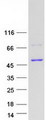 CPB / Carboxypeptidase B Protein - Purified recombinant protein CPB1 was analyzed by SDS-PAGE gel and Coomassie Blue Staining