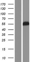 CPE / Carboxypeptidase E Protein - Western validation with an anti-DDK antibody * L: Control HEK293 lysate R: Over-expression lysate