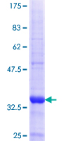 CPE / Carboxypeptidase E Protein - 12.5% SDS-PAGE Stained with Coomassie Blue.