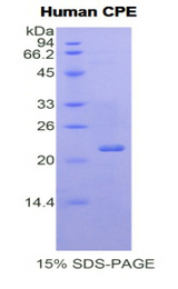 CPE / Carboxypeptidase E Protein - Recombinant Carboxypeptidase E By SDS-PAGE