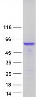 CPE / Carboxypeptidase E Protein - Purified recombinant protein CPE was analyzed by SDS-PAGE gel and Coomassie Blue Staining