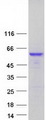 CPE / Carboxypeptidase E Protein - Purified recombinant protein CPE was analyzed by SDS-PAGE gel and Coomassie Blue Staining