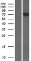 CPEB3 Protein - Western validation with an anti-DDK antibody * L: Control HEK293 lysate R: Over-expression lysate