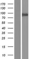 CPEB4 Protein - Western validation with an anti-DDK antibody * L: Control HEK293 lysate R: Over-expression lysate