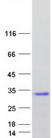 CPLX4 / Complexin IV Protein - Purified recombinant protein CPLX4 was analyzed by SDS-PAGE gel and Coomassie Blue Staining
