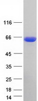 CPNE1 / Copine I Protein - Purified recombinant protein CPNE1 was analyzed by SDS-PAGE gel and Coomassie Blue Staining