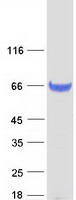 CPNE1 / Copine I Protein - Purified recombinant protein CPNE1 was analyzed by SDS-PAGE gel and Coomassie Blue Staining