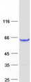 CPNE3 Protein - Purified recombinant protein CPNE3 was analyzed by SDS-PAGE gel and Coomassie Blue Staining