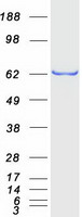 CPNE4 Protein - Purified recombinant protein CPNE4 was analyzed by SDS-PAGE gel and Coomassie Blue Staining