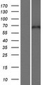 CPNE5 Protein - Western validation with an anti-DDK antibody * L: Control HEK293 lysate R: Over-expression lysate